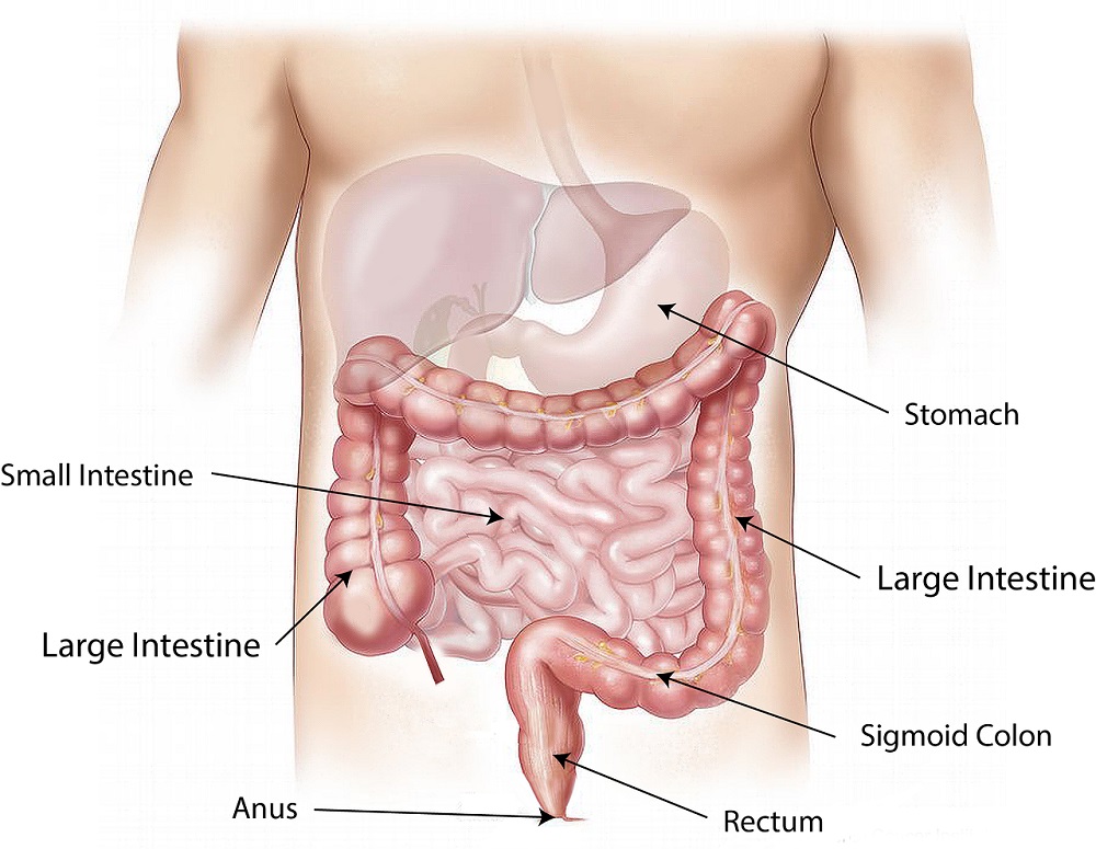Gallbladder stone surgery in Ludhiana – Dr. H.S. Jolly laparoscopic cholecystectomy at Prolife Hospital
